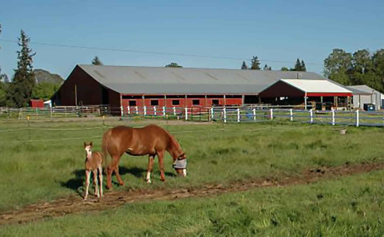 马在田野里吃草的照片